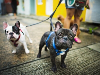 How to Start and Run a Successful Dog Walking Business in Singapore?