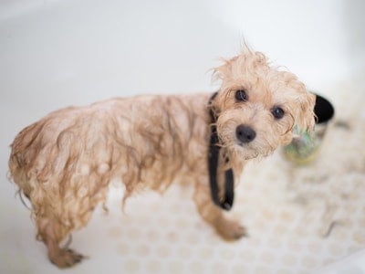 What are Some Tips for Starting a Pet Grooming Business in Singapore?