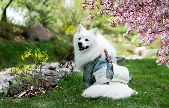 What are Some Tips for Starting a Pet Grooming Business in Singapore?