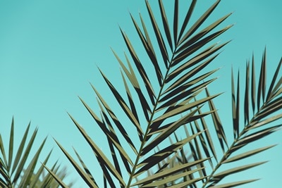 On the Friday following the Palm Sunday, churches will host another service to mark the crucifixion of Jesus.