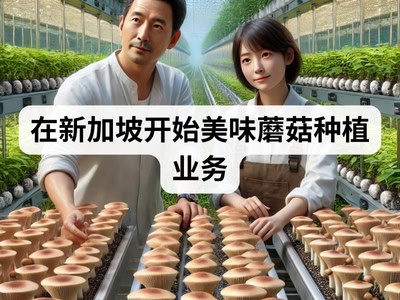 在新加坡开始美味蘑菇种植业务